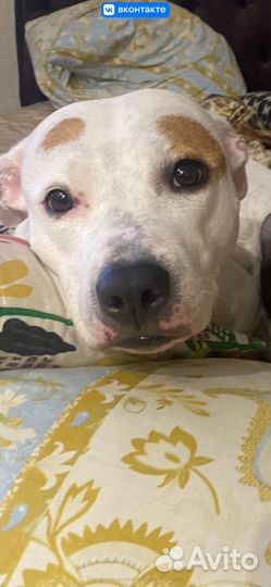 Вязка питбуля