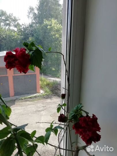 Много цветов