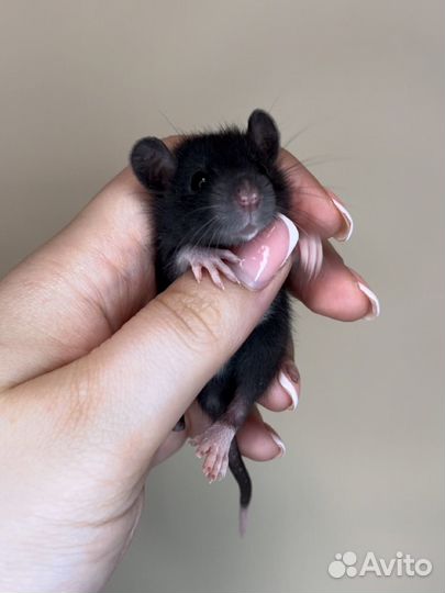 Ласковые и ручные крысята дамбо есть доставка