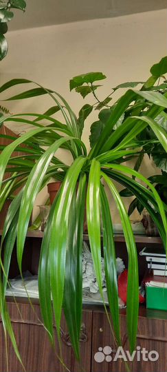 Комнатное растение Панданус