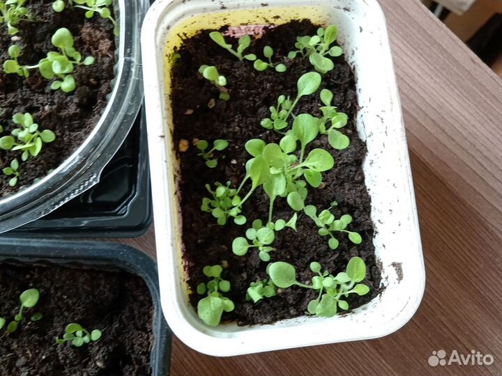 Рассада петунии для пикировки