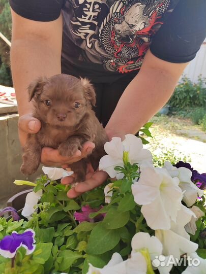 Щенки чихуахуа длинношерстные