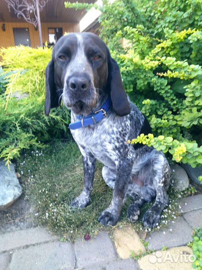 Спаниель щенки