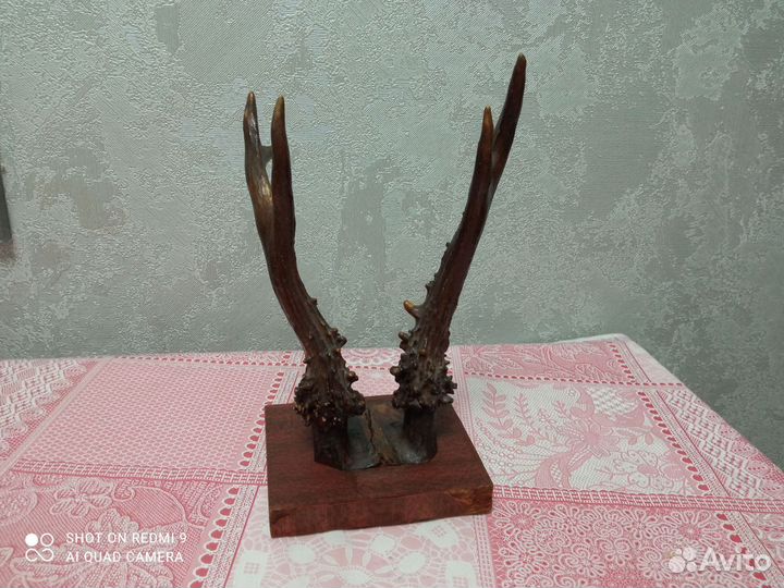 Рога косули