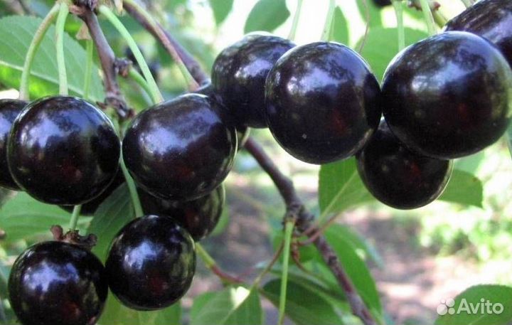 Саженцы вишни Шоколадница