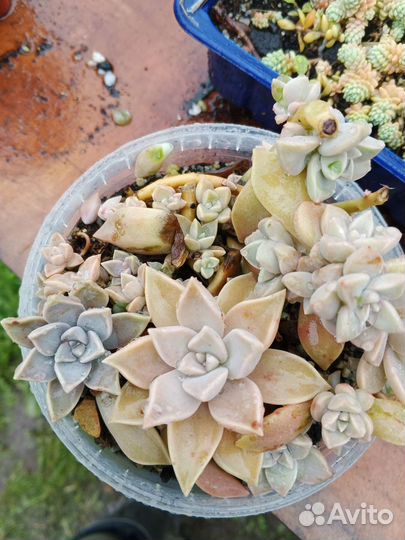 Суккуленты набор 36 шт