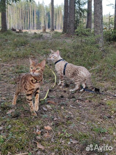 Снежный бенгальский кот, Benareal Benjamin, вязка