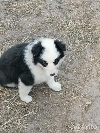 Щенки в добрые руки