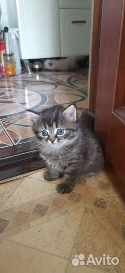 Котенок шотладский