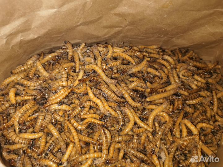 Зофобас замороженный