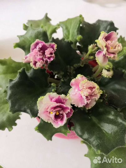 Фиалки сортовые