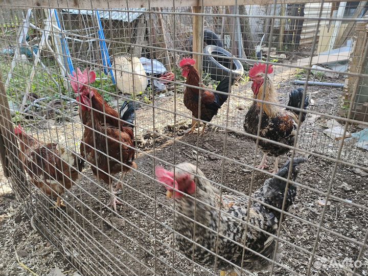 Продам домашних петухов