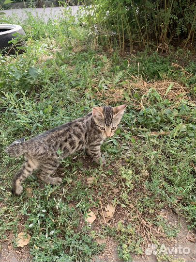 Бенгальские котята в добрые руки