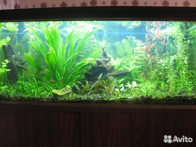 Продаю аквариумные растения