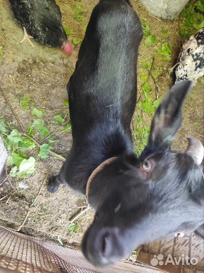 Коза зааненская