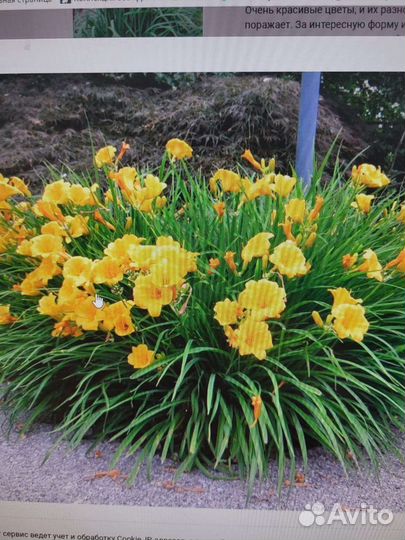 Лилейник Стелла