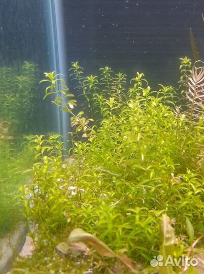 Аквариумные растения