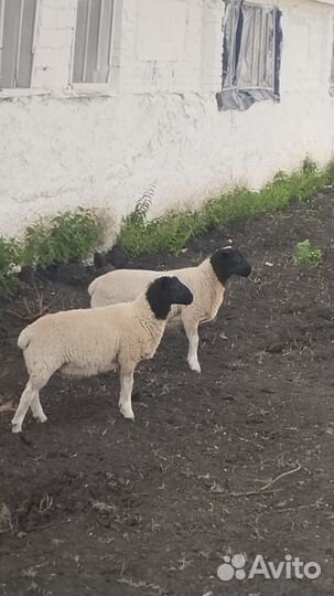 Бараны дорпер