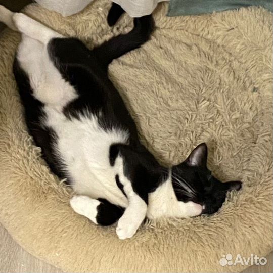 Кошка Серсея