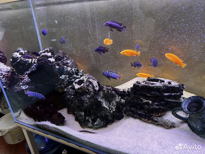 Аквариум