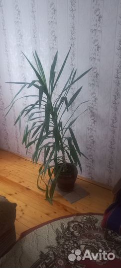 Пальма юкка