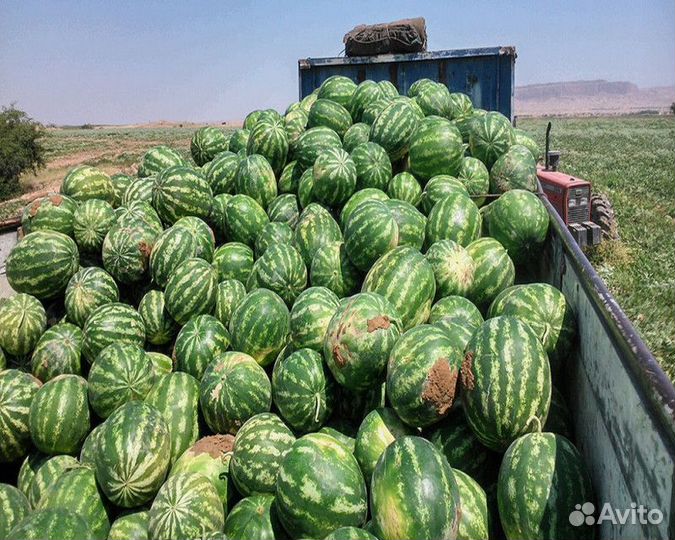 Арбузы Иран оптом и розницу с доставкой