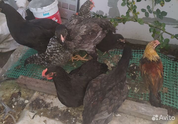 Цыплята и куры