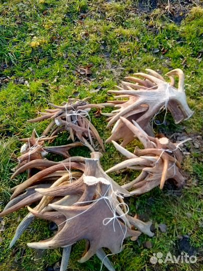 Рога Лось,олень