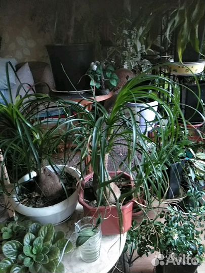 Комнатные растения