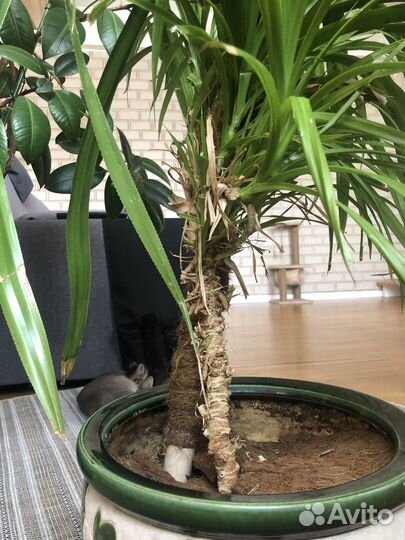 Декоративная пальма панданус