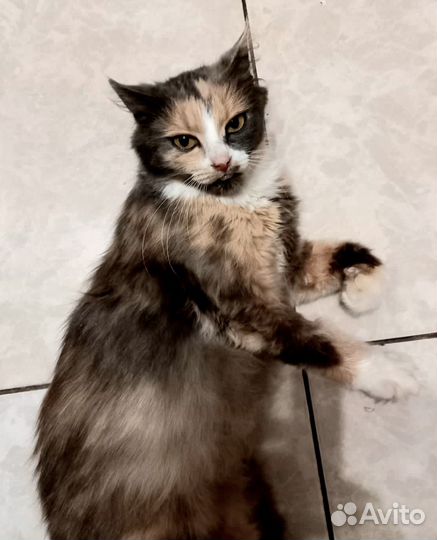 Шейла ищет дом