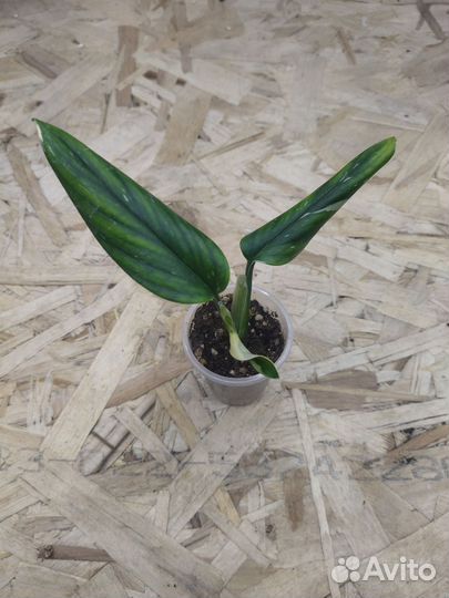 Монстера стандлеяна вар. (филодендрон кобра)