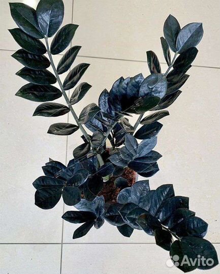 Замиокулькас черный равен