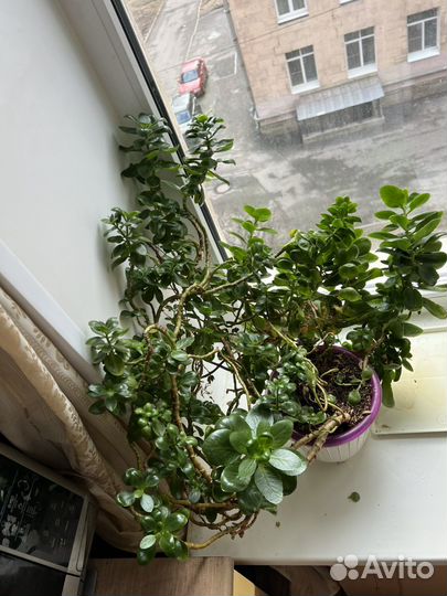 Каланхоэ блоссфельда