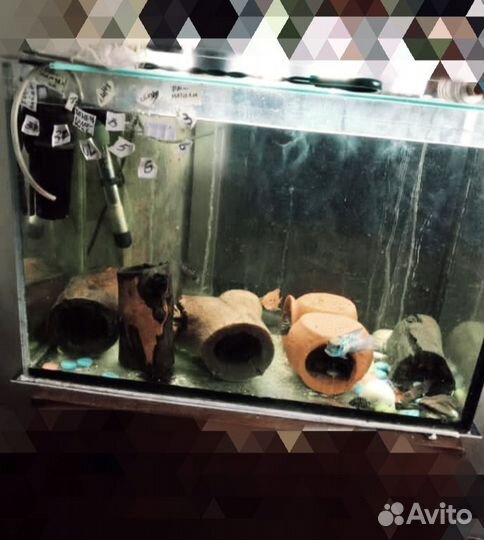 Аквариумы и не только