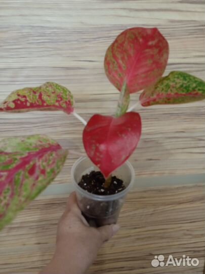 Аглаонемы сортовые