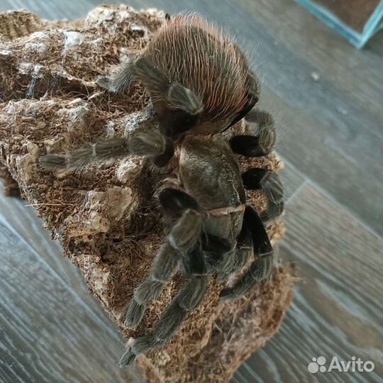 Пауки птицееды