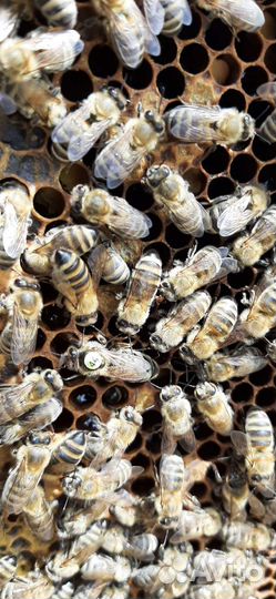 Пчеломатки