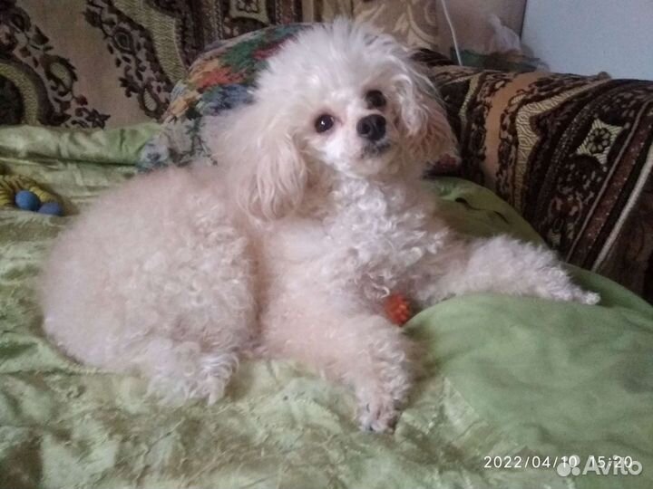 Той-пудель девочка (вязка)