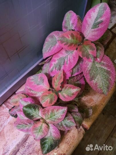 Эписция Акварельная Picasso Noid Pink var