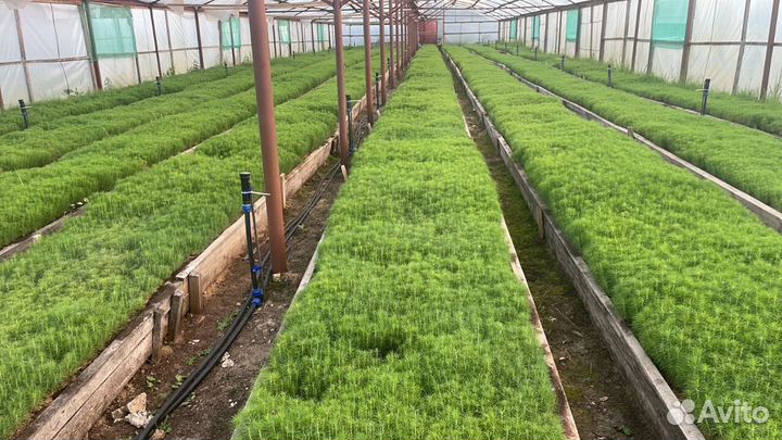 Саженцы ели окс от производителя