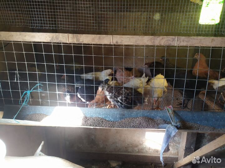 Куры и петушки