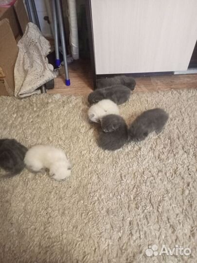 Шотландские котята