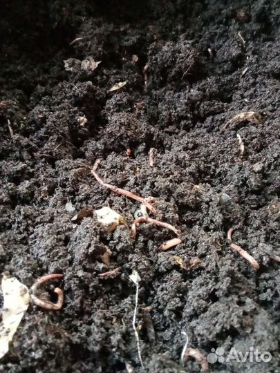 Малек Дендробены червь