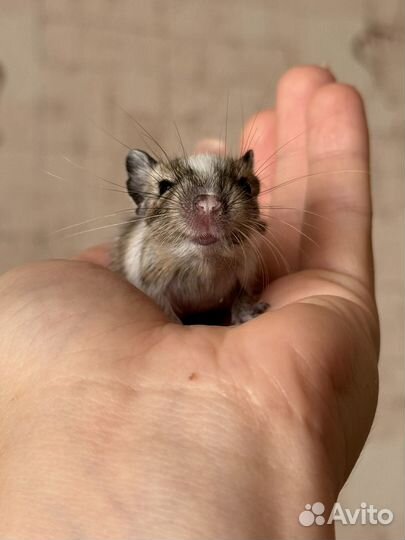 Дегу в добрые руки