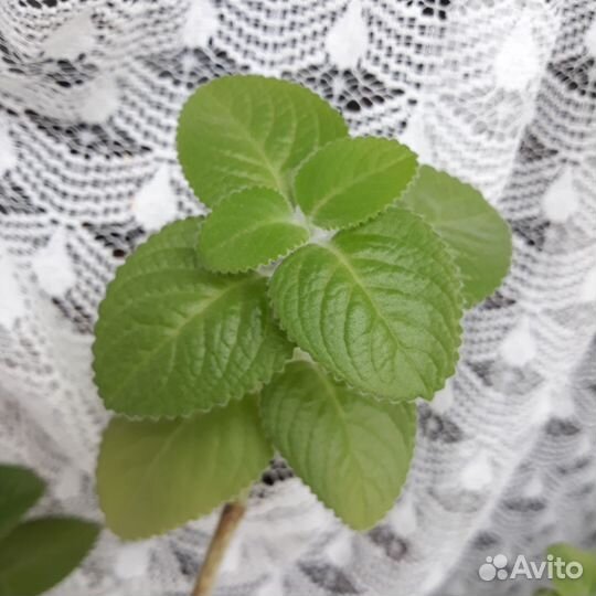 Плекрантус - душистая комнатная мята, тимьян