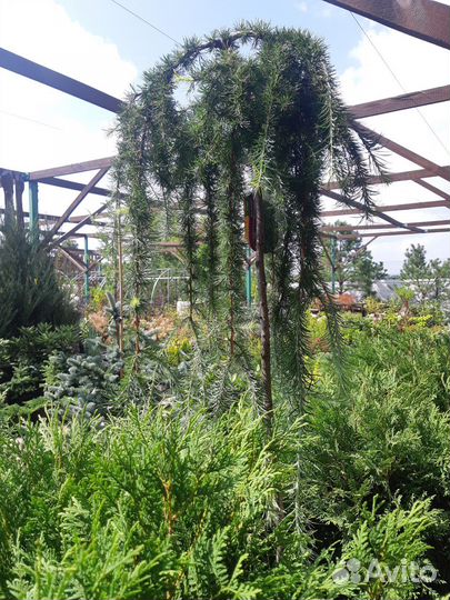 Лиственница - Пендула/ Larissa decidua Pendula