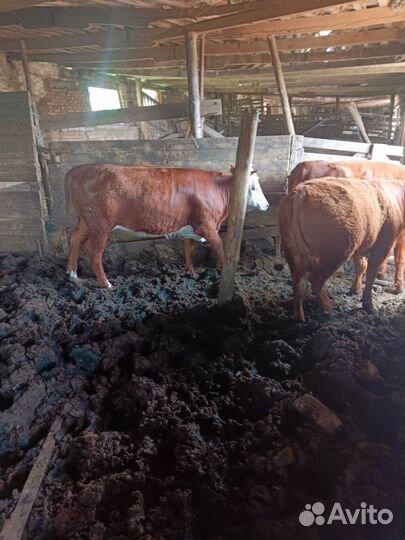 Тёлки мясом