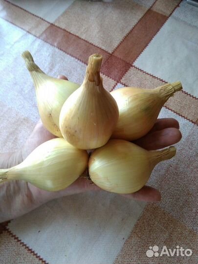 Лук семейный (шалот)