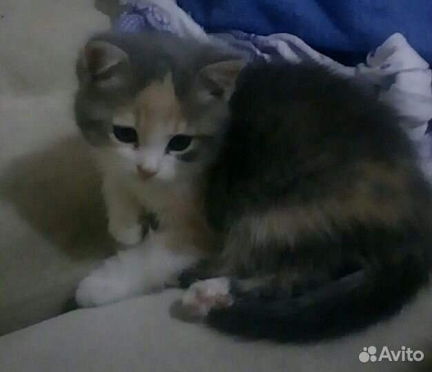 Трехцветный котенок девочка